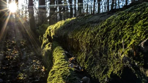 Białowieża Forest, 10.12.2015 Old hornbeam covered with moss. soa PAP/Wojciech Pacewicz