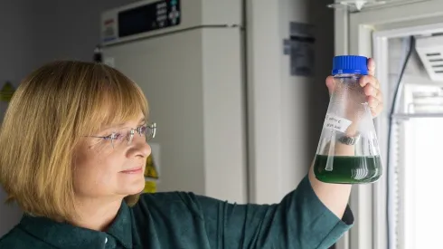 Professor Joanna Kargul from the Centre of New Technologies of the University of Warsaw and a new strain of C. merolae. Credit: Centre of New Technologies UW