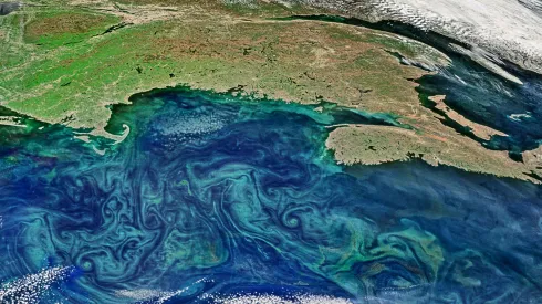 Intensywne zakwity fitoplanktonu w przybrzeżnych oceanach Ziemi Źródło: Lian Feng