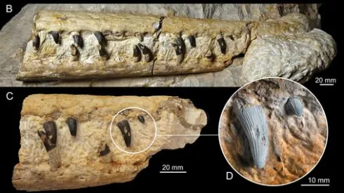 Źródło: Facebook/ Instytut Paleontologii PAN i PeerJ