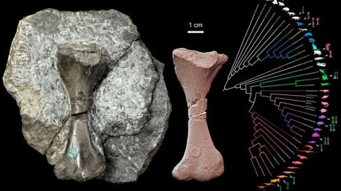 Kość udowa cynodonta Saurodesmus robertsoni w widoku od góry (okaz na podłożu skalnym i render 3D) oraz jego pozycja na drzewie rodowym owodniowców (gwiazdka). [Fotografia: Tomasz Szczygielski; model 3D: Tomasz Szczygielski i Dawid Dróżdż; rysunek: Dawid Dróżdż]