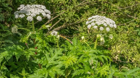  Heracleum mantegazzianum. Fot. Adobe Stock