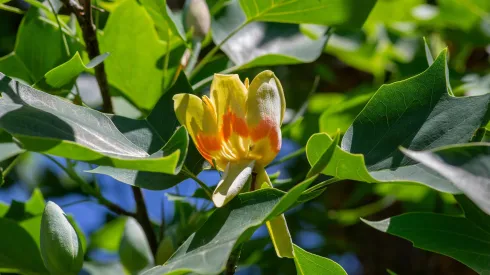 Liriodendron tulipifera. Fot. Adobe Stock