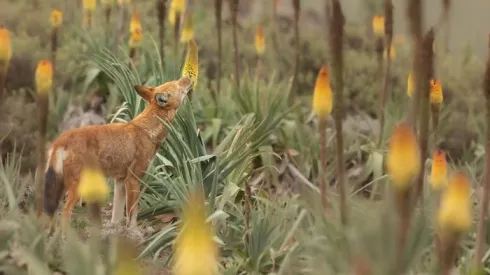 Szakal etiopski (Canis simensis) żerujący na kwiatach Kniphofia foliosa, fot. Adrien Lesaffre