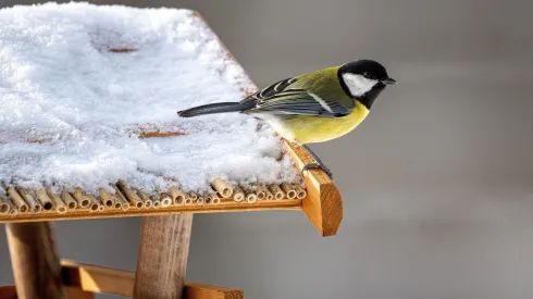 29.11.2023. Sikora bogatka (Parus major). PAP/Darek Delmanowicz