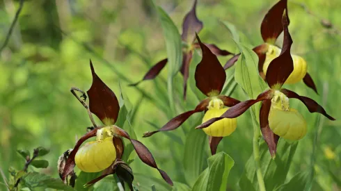  Obuwik pospolity. Fot. Adobe Stock