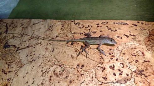 Anolis brązowy (Anolis sagrei). Fot. Paweł Kaczmarek