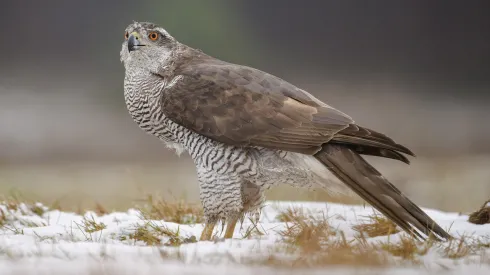 09.01.2025. Jastrząb zwyczajny, gatunek dużego ptaka drapieżnego z rodziny jastrzębiowatych, 9 bm. Jastrzębie w Polsce jest objęty ochroną gatunkową ścisłą. PAP/Marcin Gadomski
