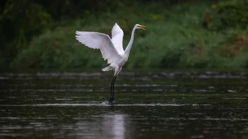 14.09.2025. Czapla biała (Ardea alba). PAP/Darek Delmanowicz