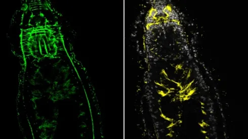 Fot. materiały prasowe