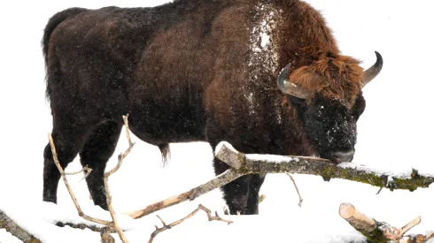 30.12.2018 PAP/Darek Delmanowicz