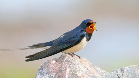 Dymówka (Hirundo rustica). Fot. Adobe Stock
