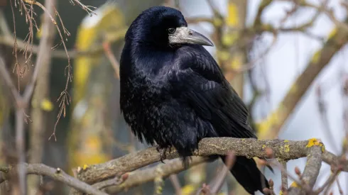 05.01.2025. Gawron (Corvus frugilegus). PAP/Darek Delmanowicz