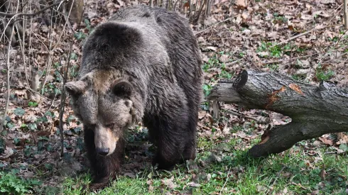 Wrocław 21.03.2026 Zwiedzający oglądają niedźwiedzie brunatne z nowej kładki we wrocławskim zoo. Fot. PAP/ Maciej Kulczyński