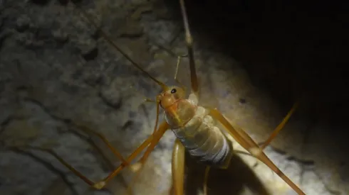 Inny gatunek świerszcza jaskiniowego Dolichopoda (D. steriotisi), endemiczny dla greckiej wyspy Korfu, fot. Adobe Stock