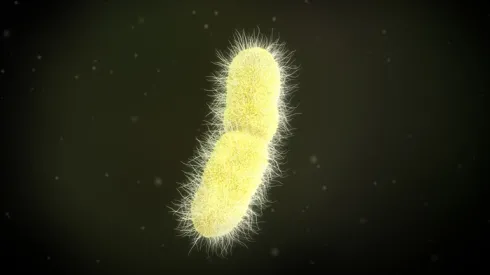 Wizualizacja bakterii klebsiella pneumoniae, Adobe Stock