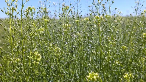  Lnianka siewna (Camelina sativa). Fot. materiały prasowe UPP