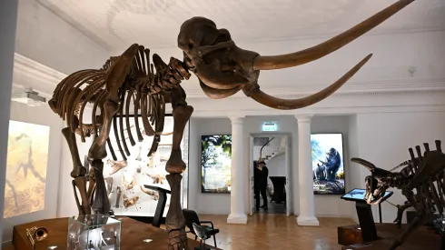 Warszawa, 20.10.2026. Otwarcie nowej wystawy stałej „Wielkie ssaki epoki lodowcowej” w Muzeum Ziemi PAN w Warszawie, 20 bm. Ekspozycja jest krokiem w kierunku utworzenia w stolicy Muzeum Historii Naturalnej. (aldg) PAP/Radek Pietruszka