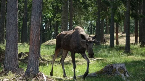 Szwecja Nybro 10.06.2018. Park łosi w Smalandii. meg PAP/Ireneusz Sobieszczuk