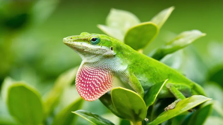 Anolis zielony. Fot. Fotolia 