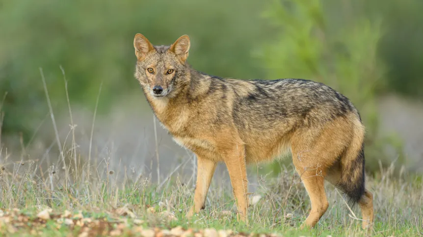 Szakal złocisty (Canis aureus) z Izraela. Fot: Eyal Cohen 