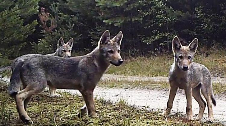 Photo from video trap. Source: association Wolf.