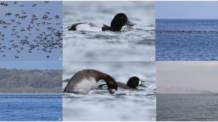 Scaup and its flocks in the Oder Estuary. Photo: D. Marchowski, D. Kilon. Source: PLOS ONE