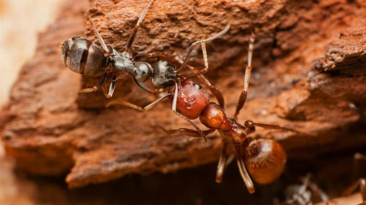 Amazon ant fed by a slave by means of trophallaxis. Photo by Maciej Nielubowicz