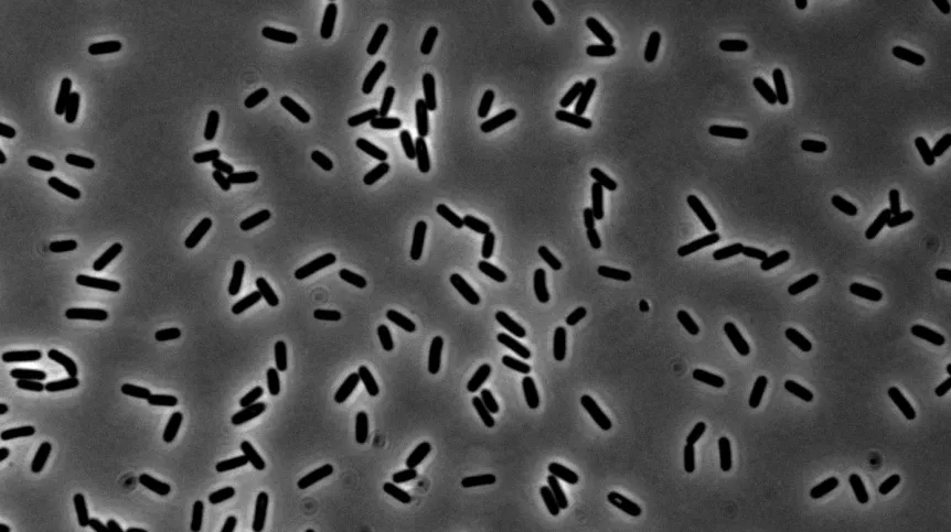 Bacillus subtilis. Fot. dr Agata Starosta