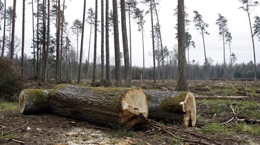 Wycięte drzewa, źródło PAP