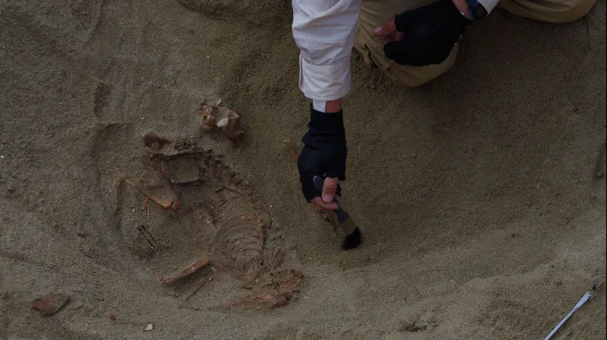 Szkielet maltańczyka w momencie odkrycia. Fot. M. Osypińska