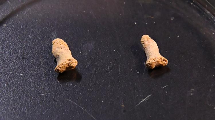 Paliczki najstarszego w Polsce neandertalczyka zostały zaprezentowane w Muzeum Archeologicznym w Krakowie. Fragmenty kości należące do neandertalskiego dziecka znaleziono w Jaskini Ciemnej położonej na terenie Ojcowskiego Parku Narodowego. Szczątki mają około 115 tys. lat. Fot. PAP/Jacek Bednarczyk 02.10.2018