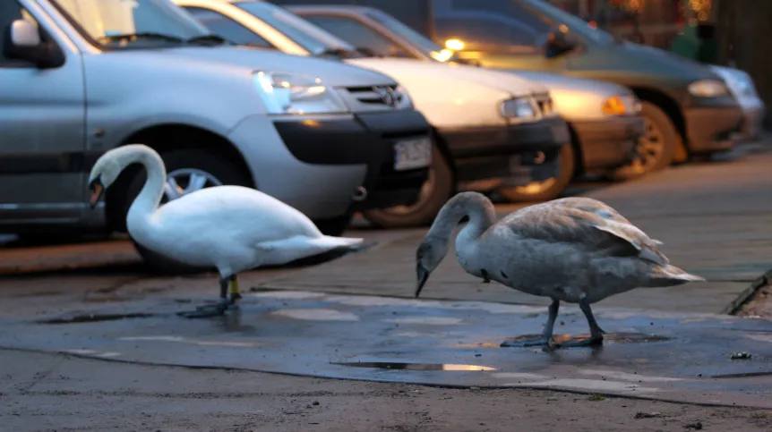 Coraz więcej ptaków decyduje się pozostawać przez cały rok w Polsce. Fot. PAP/Tomasz Wojtasik