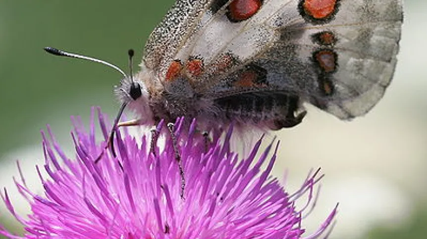 Niepylak apollo (Parnassius apollo)