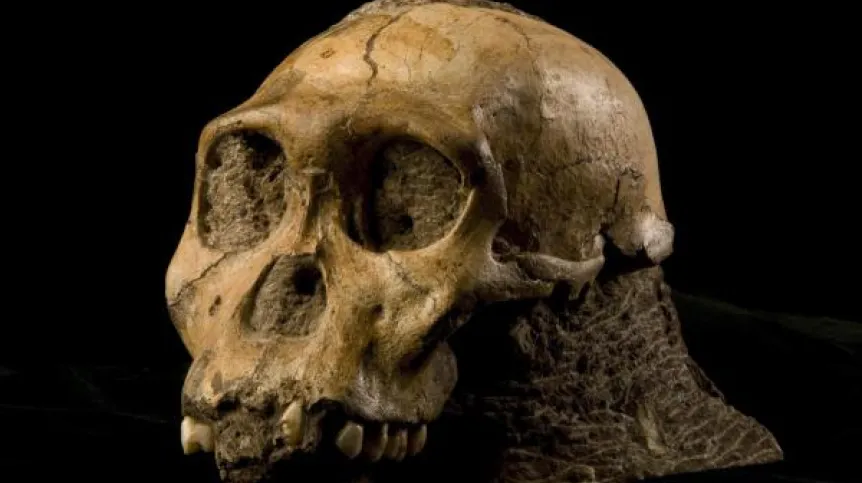 Czaszka Australopithecus sediba. Źródło "Science"