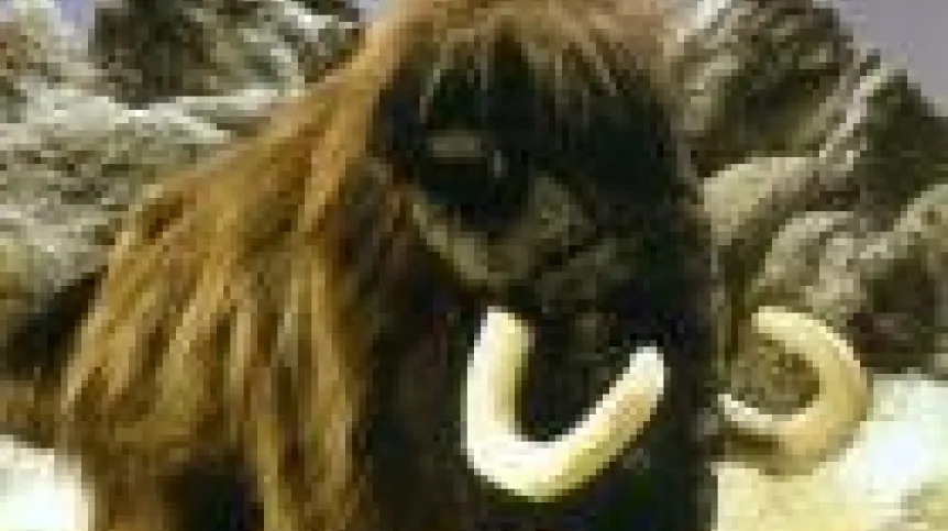 mamut.140.jpg