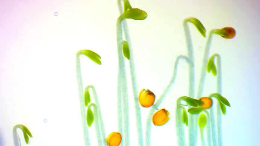 Siewki Rzodkiewnika pospolitego, które rozwijały się w ciemności (stan etiolacji) przez 4 dni. Fot. Paweł Jedynak