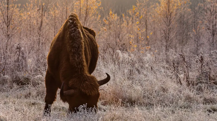 Żubr, Puszcza Białowieska. Fot R. Kowalczyk