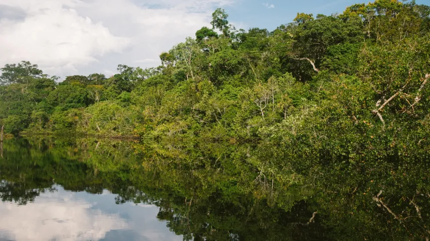 Amazon Jungle, Brazil, źródło: unsplash.com