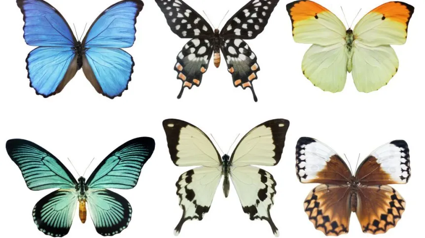 Fot. Fotolia