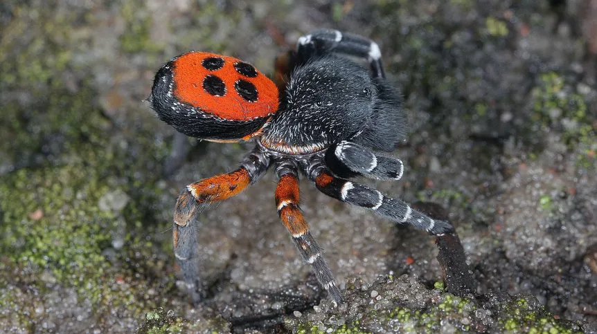 Poskocz krasny fot. J. Kupryjanowicz