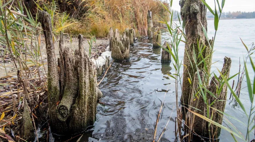 Odkrycie archeologiczne - konstrukcje drewniane sprzed tysiąca lat, pod grodziskiem we wsi Mietlica  (gmina Kruszwica, woj. kujowsko-pomorskie) nad jeziorem Gopło. Fot. PAP/Tytus Żmijewski 14.11.2019