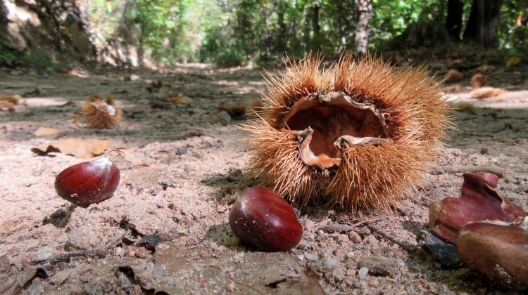 Chestnuts are not abundant every year. Credit: Fot. Catherine Preece