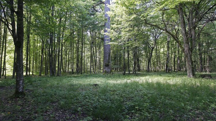 Thermophilous oak forest, 05.06.2016. A study tour of IUNC experts, a cluster of oaks in forest district Teremiski (ar/mr) PAP/Artur Reszko