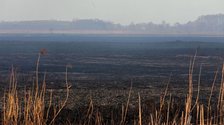 Spalone łąki w Biebrzańskim Parku Narodowym w pobliżu wsi Wroceń. PAP/Artur Reszko 22.04.2020