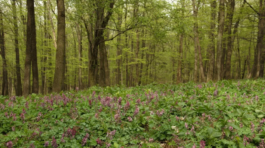 Las grądowy, aspekt wiosenny - rezerwat Nad Groblą, Pogórze Kaczawskie. Fot. K. Reczyńska