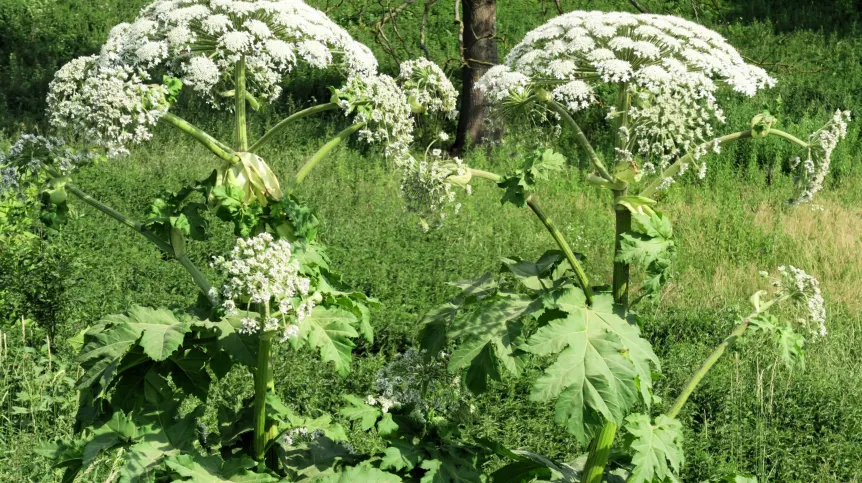 Bartążek, 20.06.2019. Barszcz Sosnowskiego (Heracleum sosnowskyi). Fot. PAP/Tomasz Waszczuk