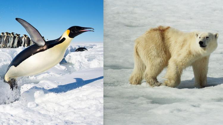 Penguin feathers and bear fur protect animals from heat loss. Dr. Urszula Stachewicz wants to develop new insulation materials based on the knowledge of these structures. Credit: Christopher Michel / CC BY; Jerzy Strzelecki / CC BY-SA