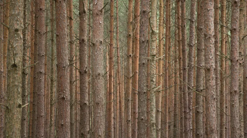 Fot. Adobe Stock