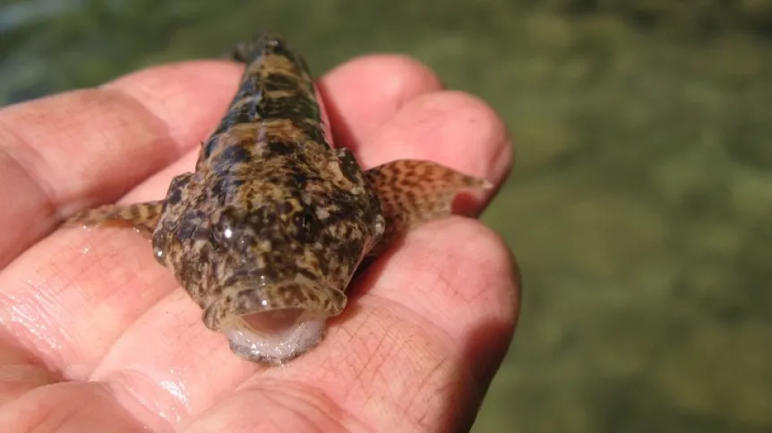 Głowacz pręgopłetwy Cottus poecilopus pochodzący z naturalnego tarła w jeziorze Schmaler Luzin; 20-05-2020. Fot. Martin Krappe